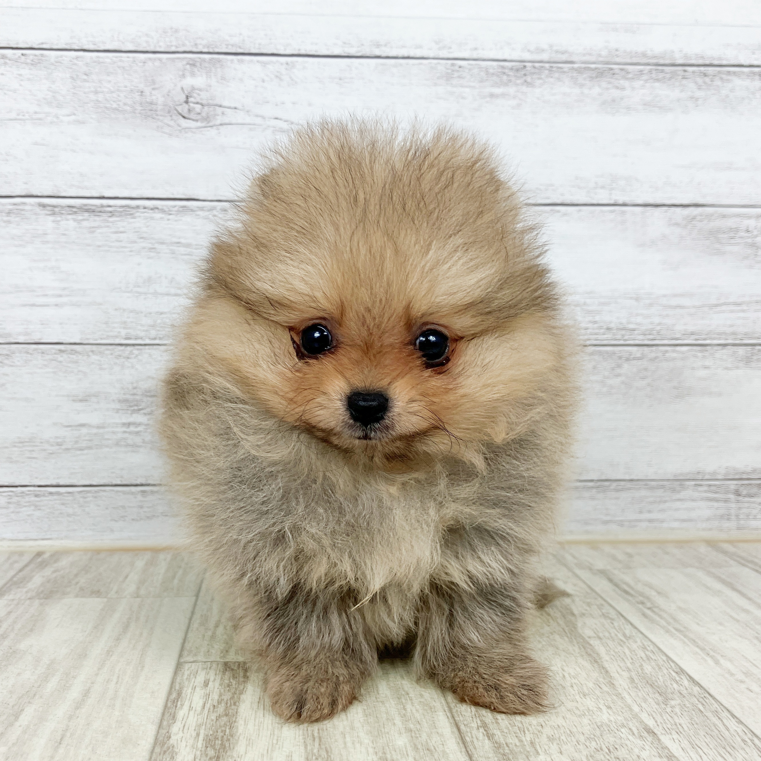 兵庫県のポメラニアン (犬の家＆猫の里川西店/2025年8月30日生まれ/女の子/オレンジセーブル)の子犬の2枚目の画像