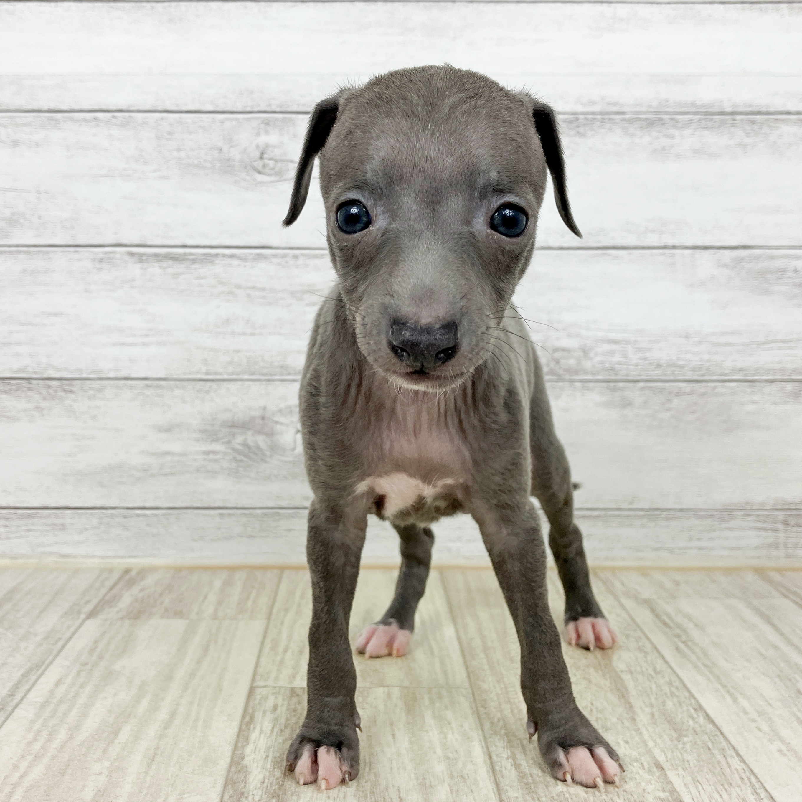 兵庫県のイタリアングレーハウンド (犬の家＆猫の里ニッケパークタウン加古川店/2025年8月31日生まれ/女の子/ブルーホワイト)の子犬の2枚目の画像