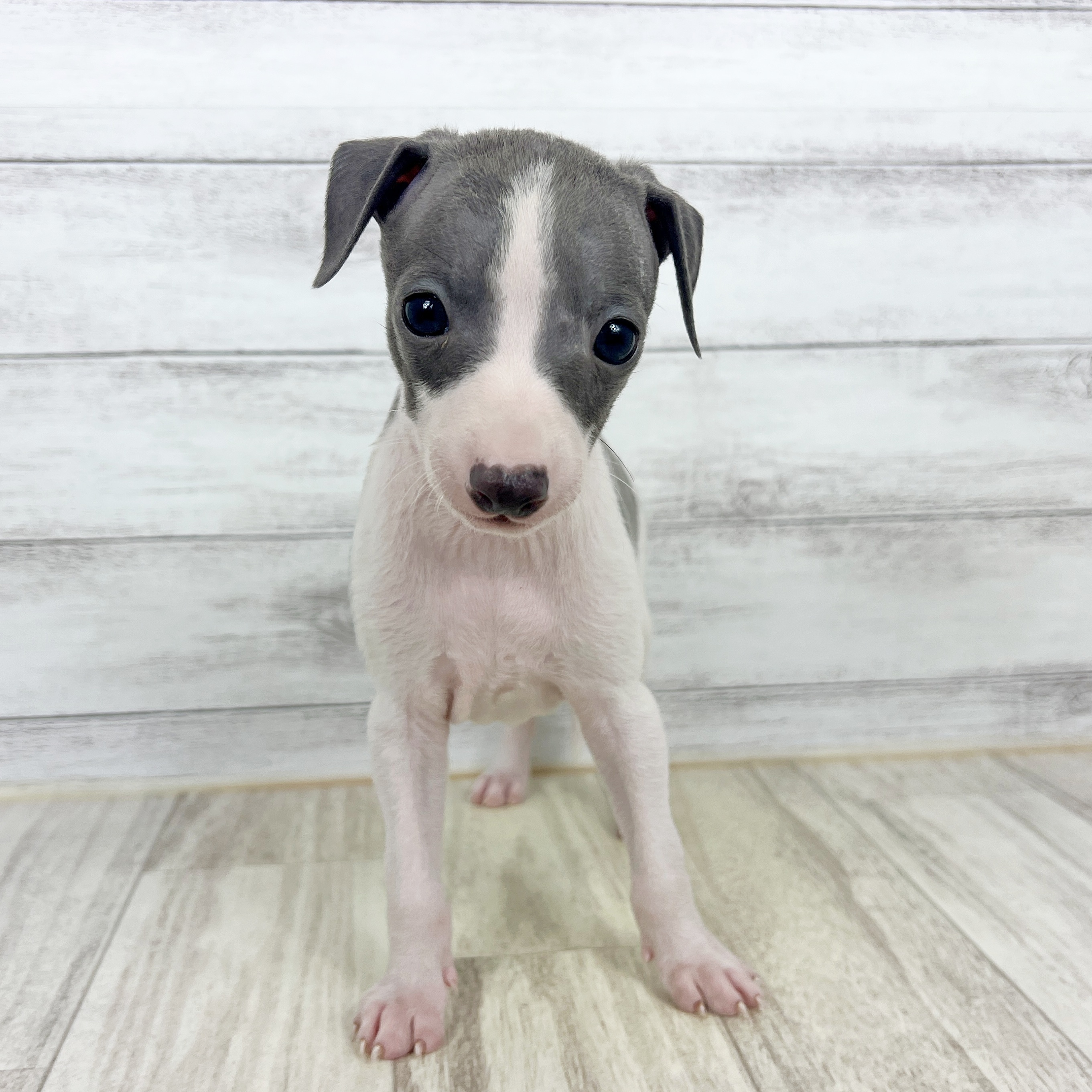 岡山県のイタリアングレーハウンド (犬の家＆猫の里倉敷店/2025年8月31日生まれ/男の子/ブルーホワイト)の子犬