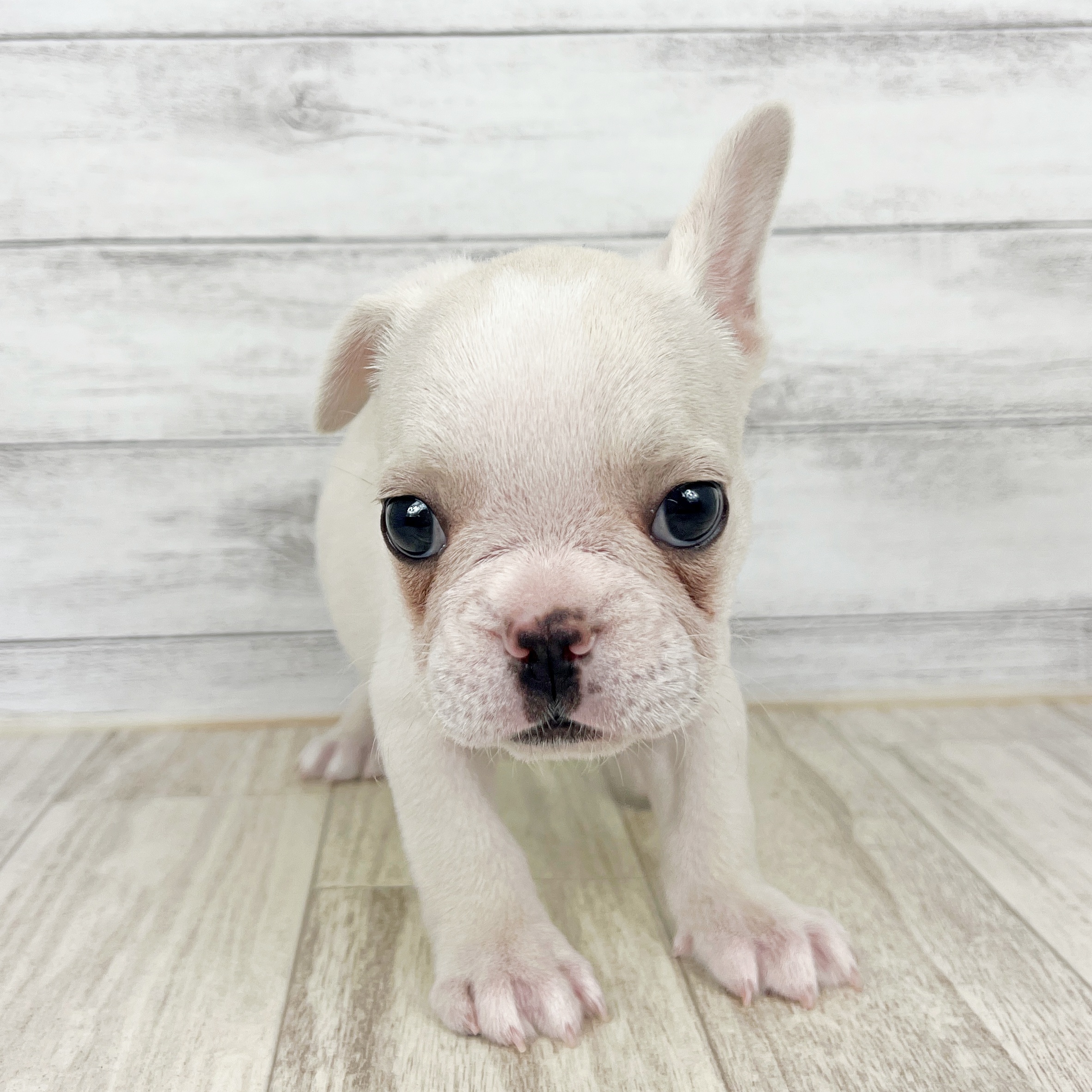 兵庫県のフレンチブルドッグ (犬の家＆猫の里ニッケパークタウン加古川店/2025年8月30日生まれ/女の子/クリーム)の子犬の2枚目の画像