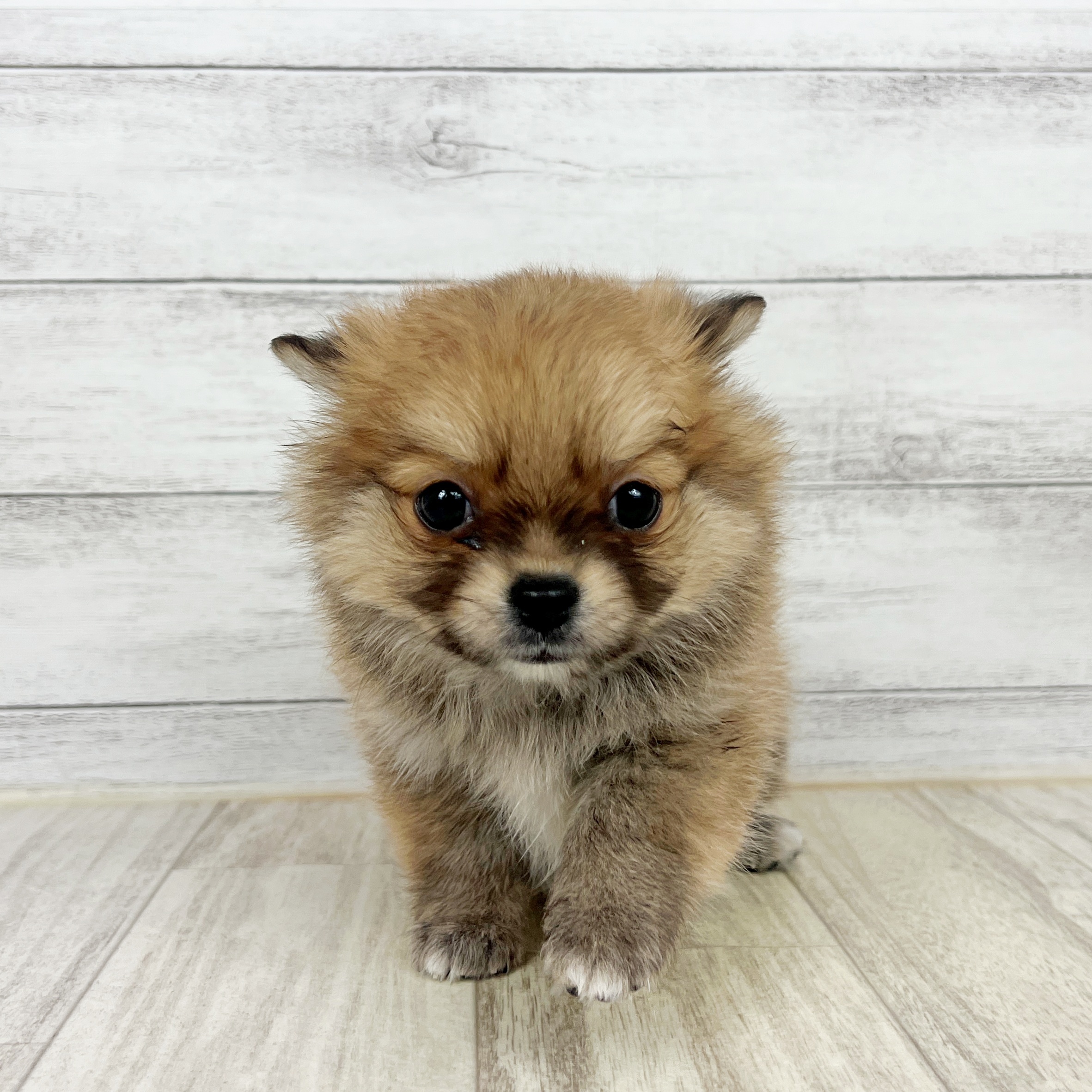 兵庫県のポメチワ/チワポメ/ポメチー(ポメラニアン×チワワ) (犬の家＆猫の里川西店/2025年8月29日生まれ/女の子/オレンジ)の子犬