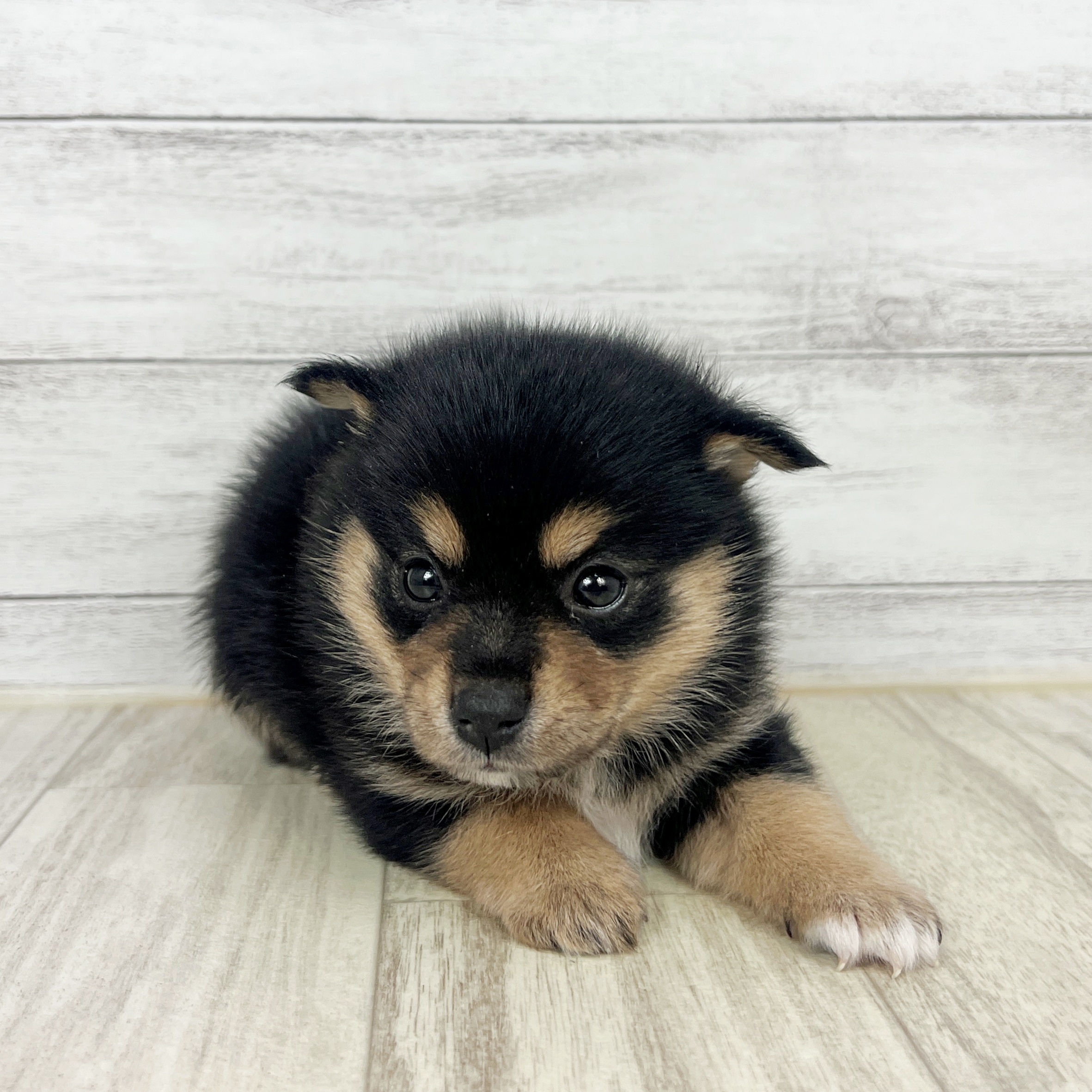 兵庫県のポメ柴/豆ポメ/ポメ豆柴(ポメラニアン×柴犬) (犬の家＆猫の里ゆめタウン姫路店/2025年8月31日生まれ/女の子/ブラックタン)の子犬