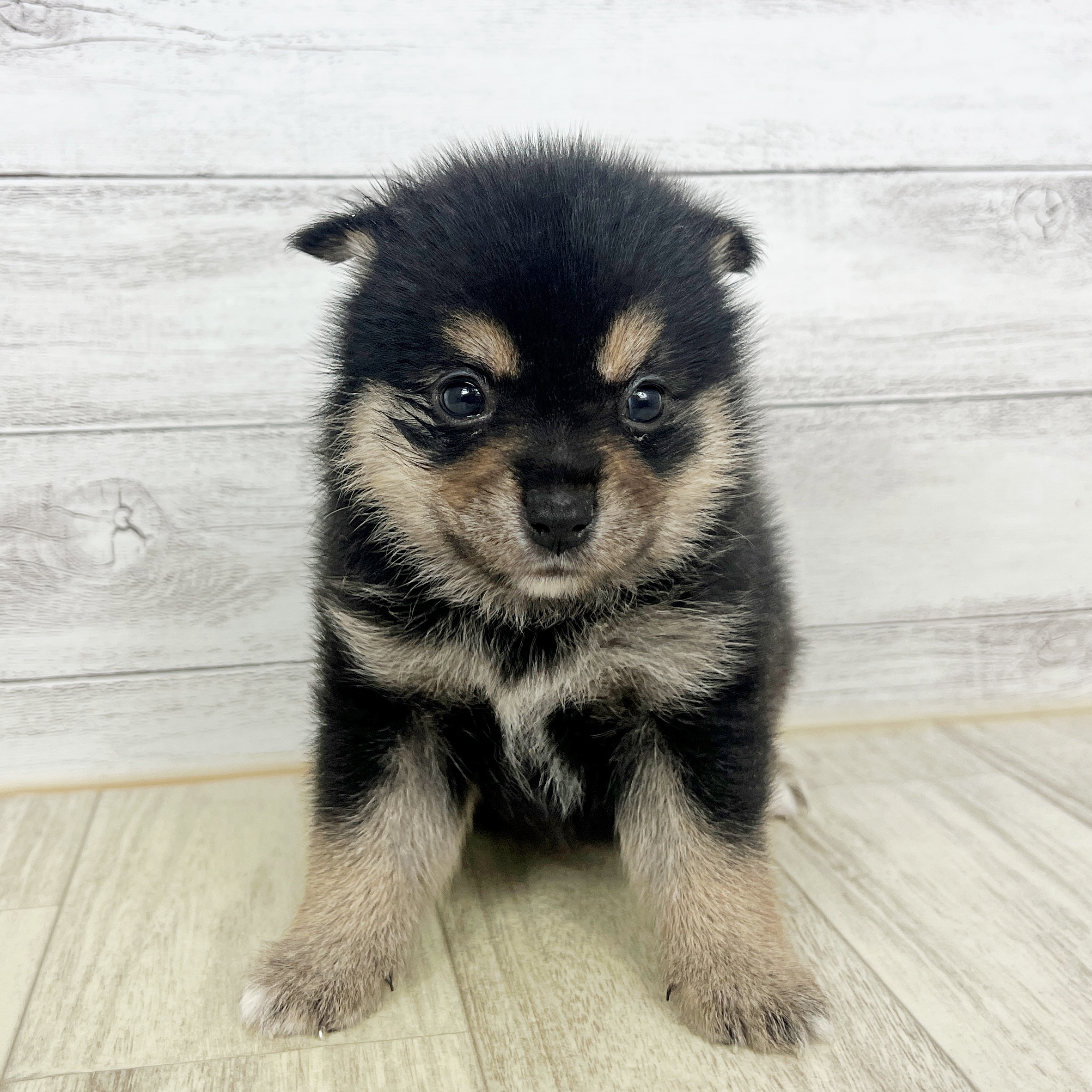 兵庫県のポメ柴/豆ポメ/ポメ豆柴(ポメラニアン×柴犬) (犬の家＆猫の里神戸店/2025年8月31日生まれ/女の子/ブラックタン)の子犬