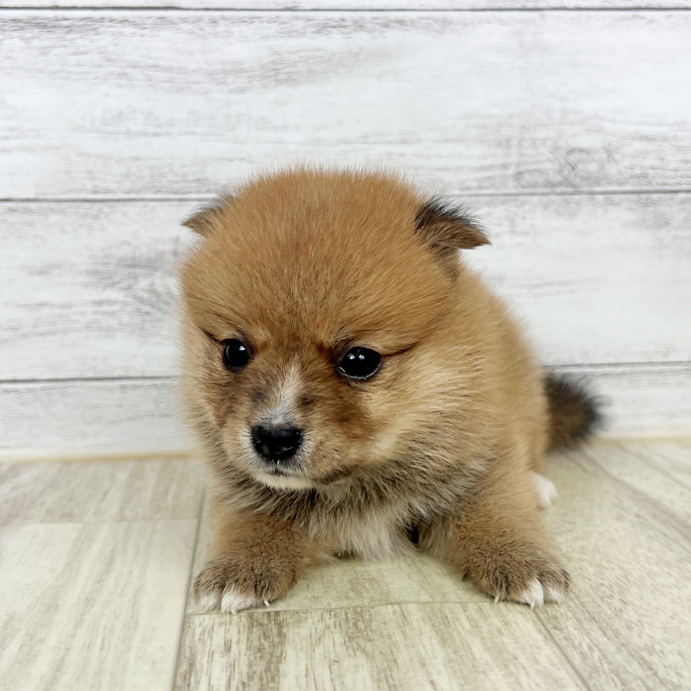 兵庫県のポメ柴/豆ポメ/ポメ豆柴(ポメラニアン×柴犬) (犬の家＆猫の里川西店/2025年8月31日生まれ/男の子/赤)の子犬
