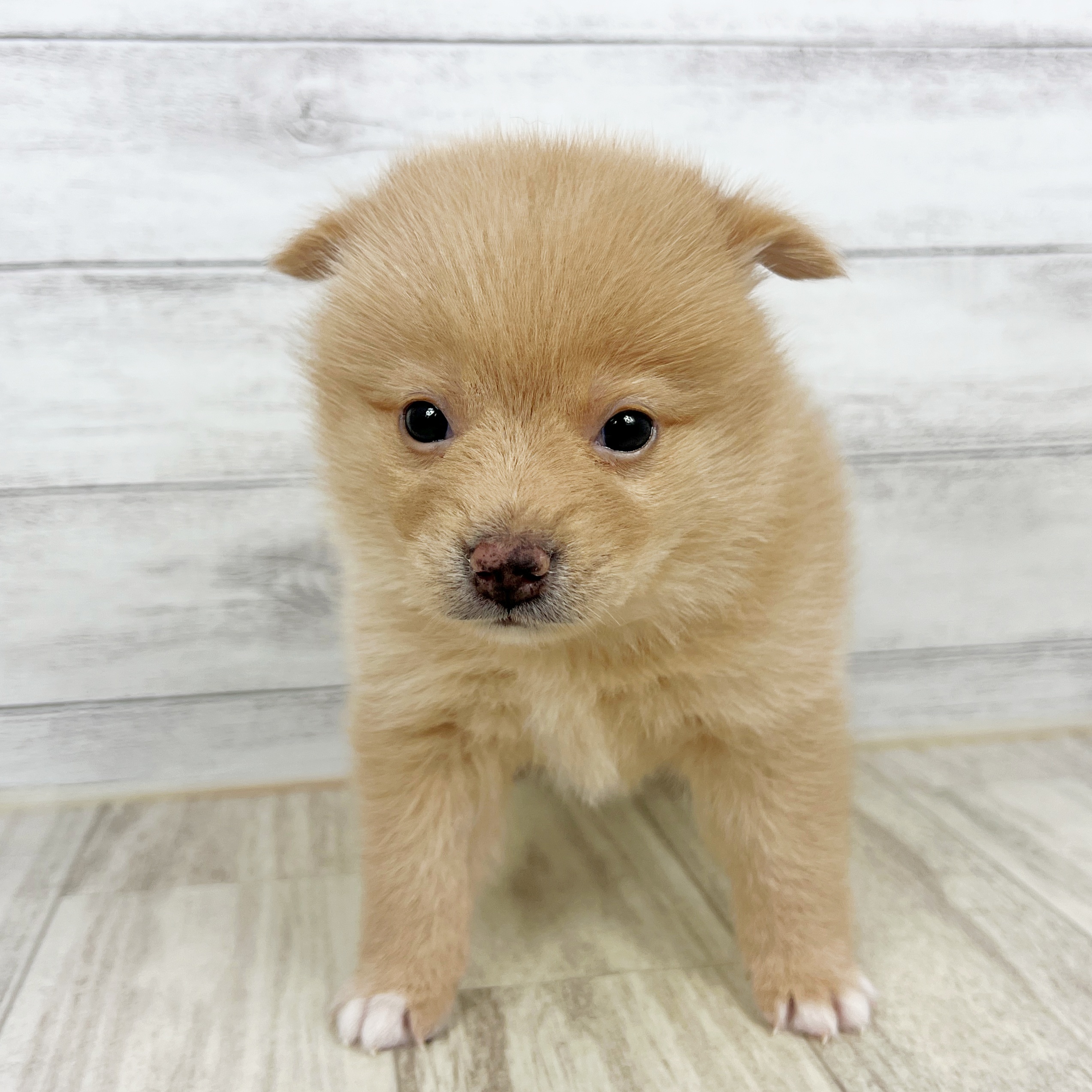 兵庫県のポメ柴/豆ポメ/ポメ豆柴(ポメラニアン×柴犬) (犬の家＆猫の里川西店/2025年8月31日生まれ/男の子/赤)の子犬