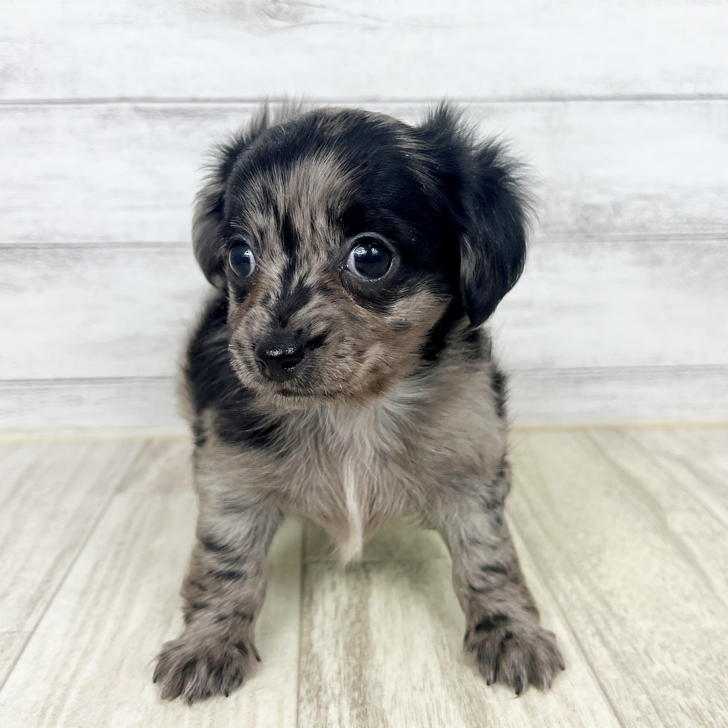 岡山県のチワックス(チワワ×ダックス) (犬の家＆猫の里倉敷店/2025年8月30日生まれ/女の子/シルバーダップル)の子犬の2枚目の画像
