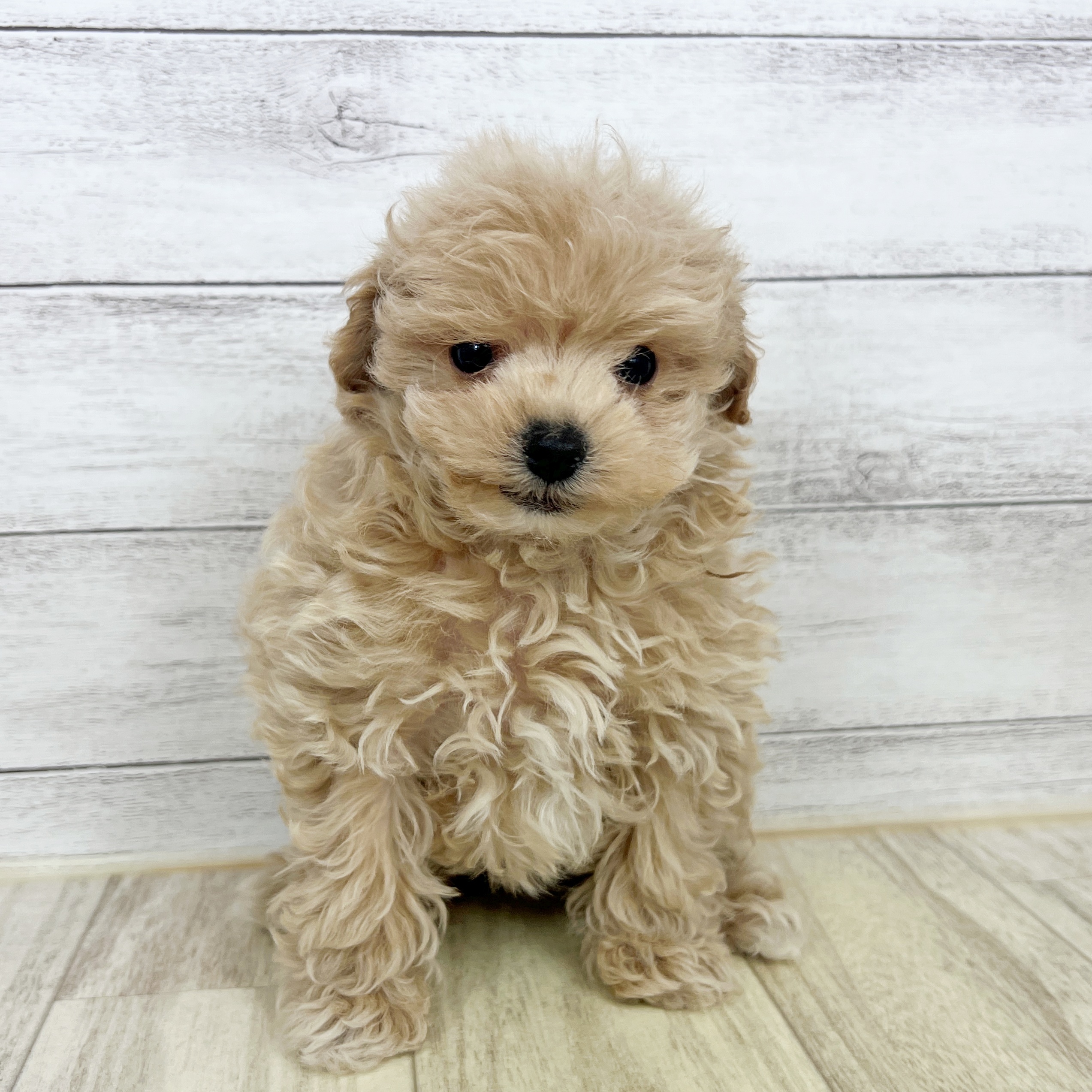 兵庫県のマルプー(マルチーズ×プードル) (犬の家＆猫の里川西店/2025年8月30日生まれ/男の子/クリーム)の子犬