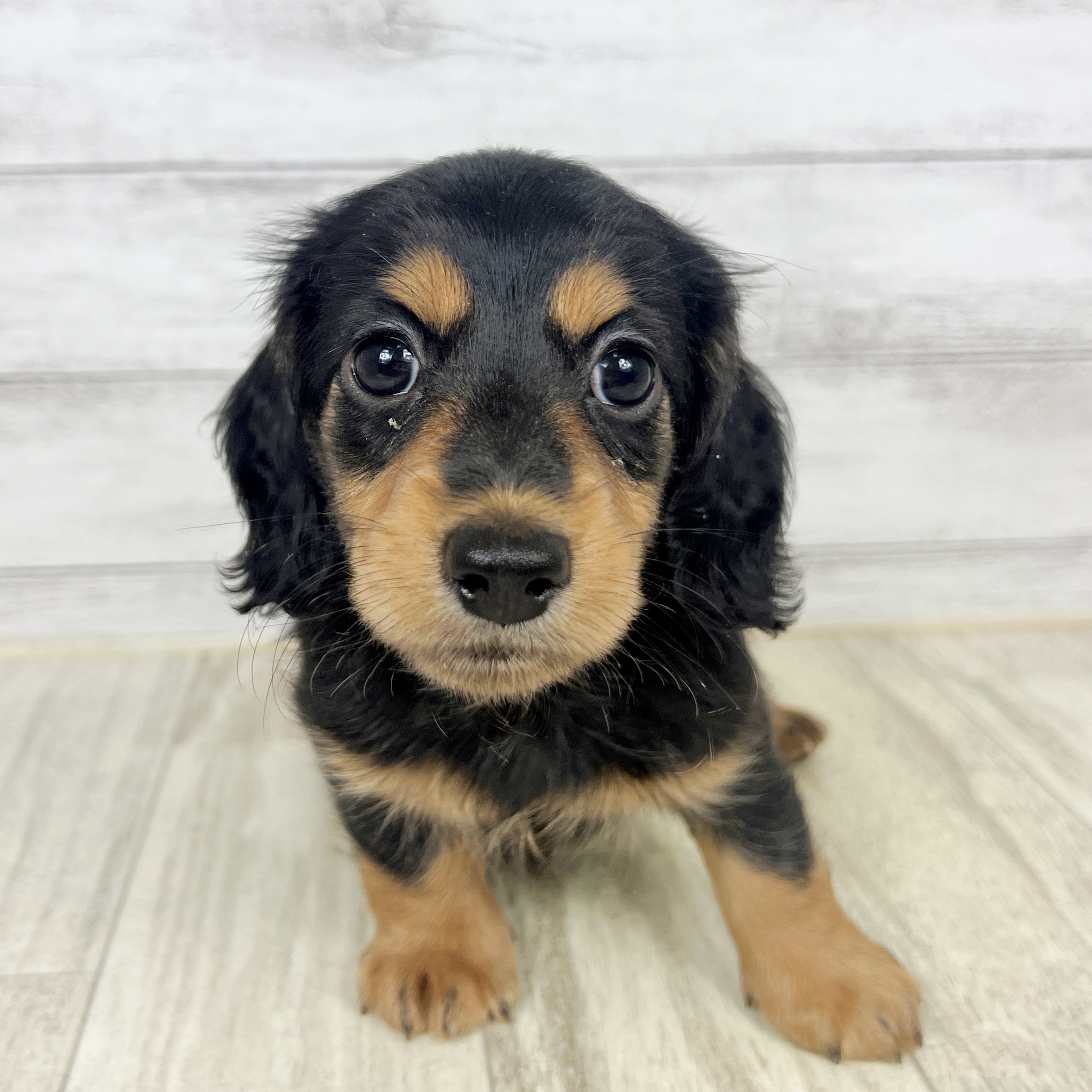 【未使用新品】ネムリエール 仔犬 ミニチュア・ダックスフンド m47149886637_1.jpg?1594893334