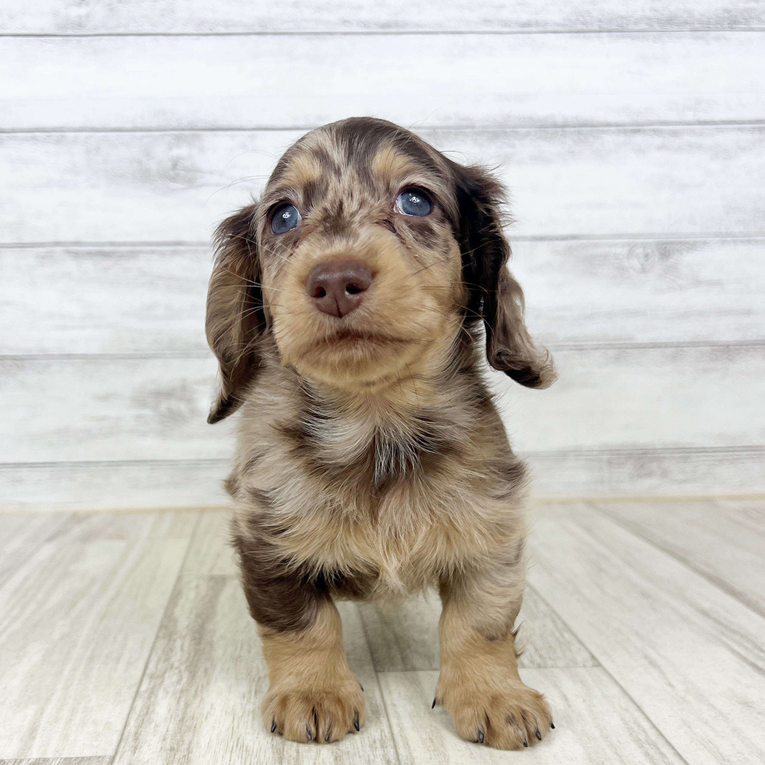 福岡県のミニチュアダックスフンド(ロング) (犬の家＆猫の里トリアス久山店/2025年8月30日生まれ/男の子/チョコレートダップル)の子犬