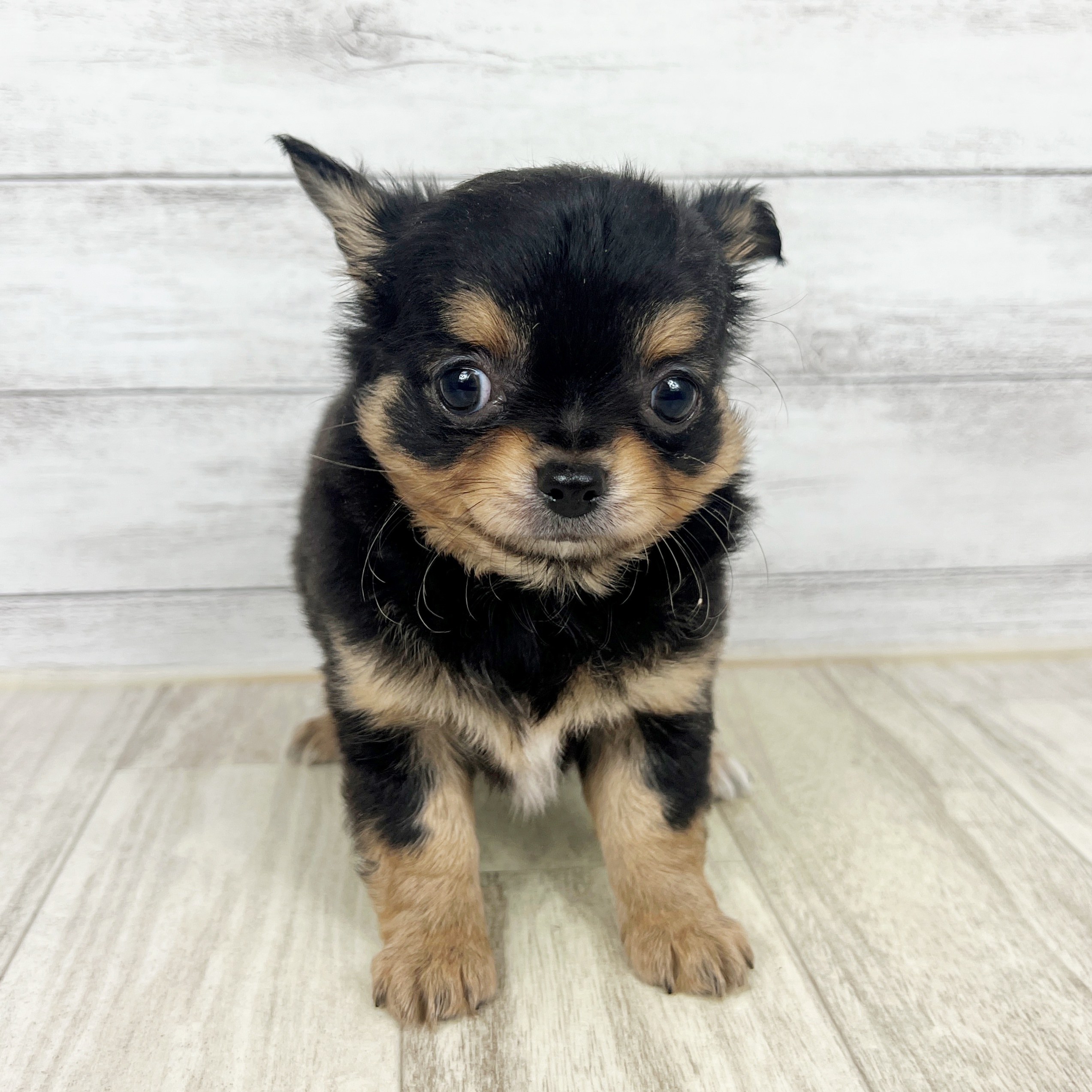 岡山県のチワワ(ロング) (犬の家＆猫の里倉敷中庄店/2025年8月31日生まれ/女の子/ブラックタン)の子犬の3枚目の画像