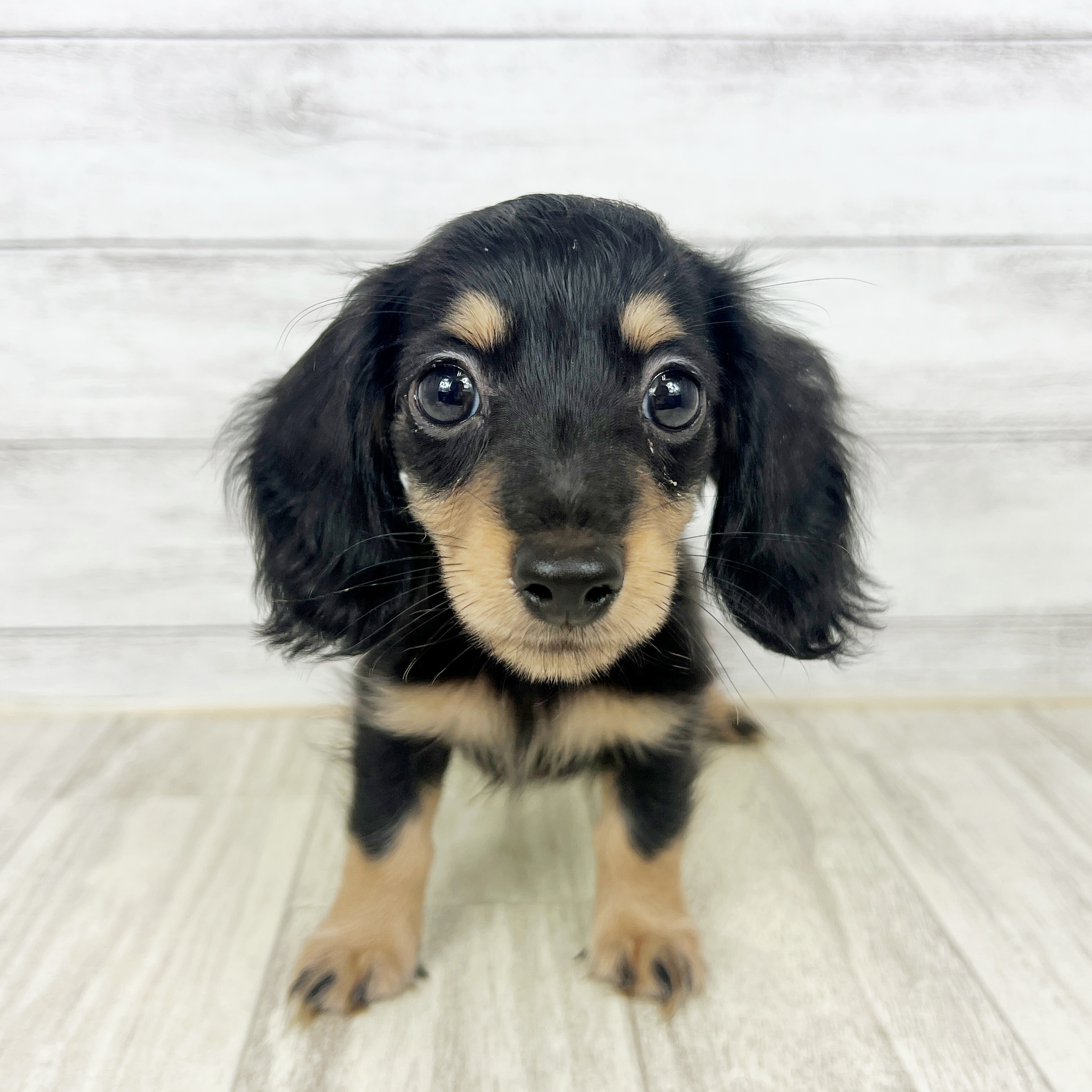 兵庫県のミニチュアダックスフンド(ロング) (犬の家＆猫の里尼崎店/2025年8月24日生まれ/女の子/ブラックイエロー)の子犬