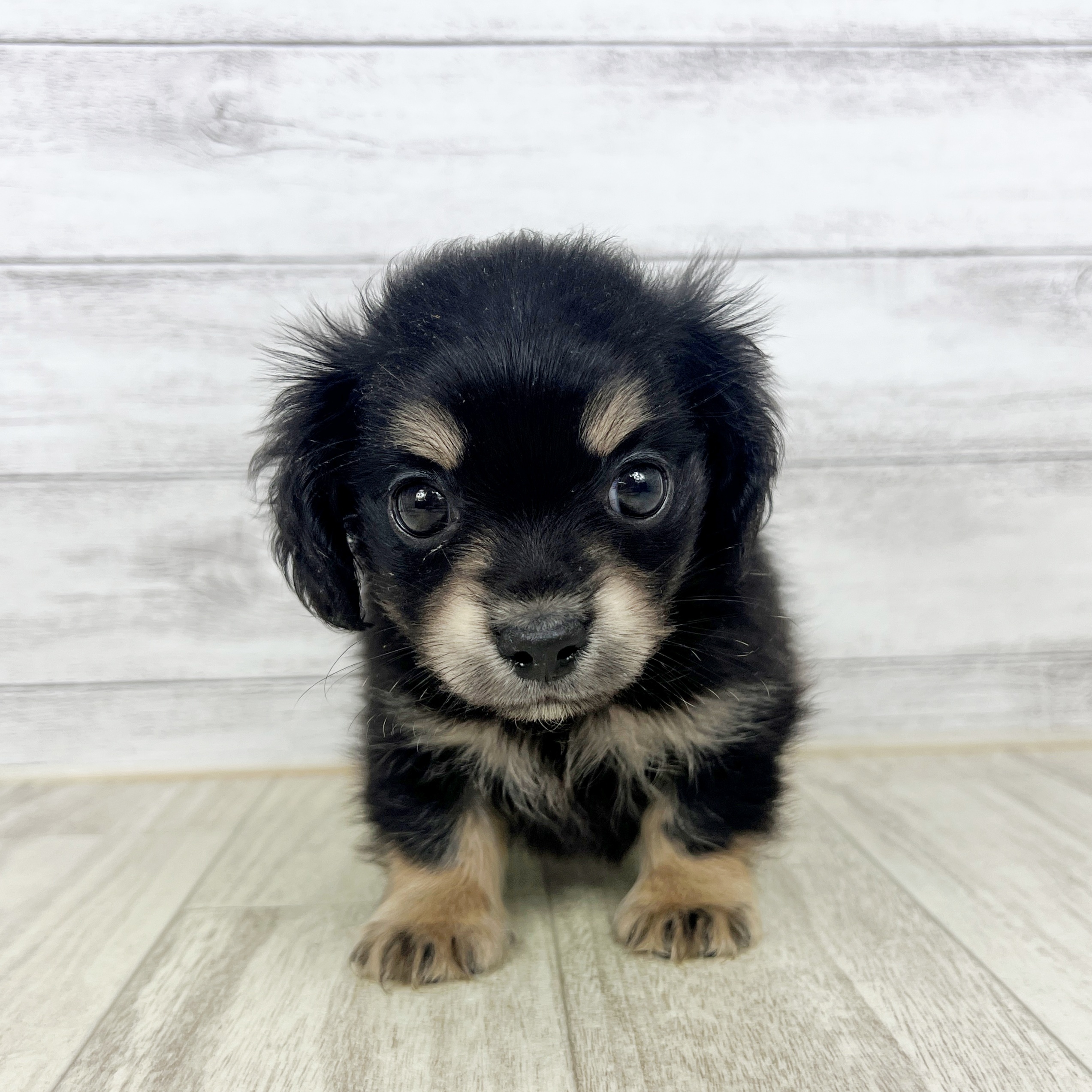 兵庫県のチワックス(チワワ×ダックス) (犬の家＆猫の里尼崎店/2025年8月28日生まれ/男の子/ブラックタン)の子犬の2枚目の画像