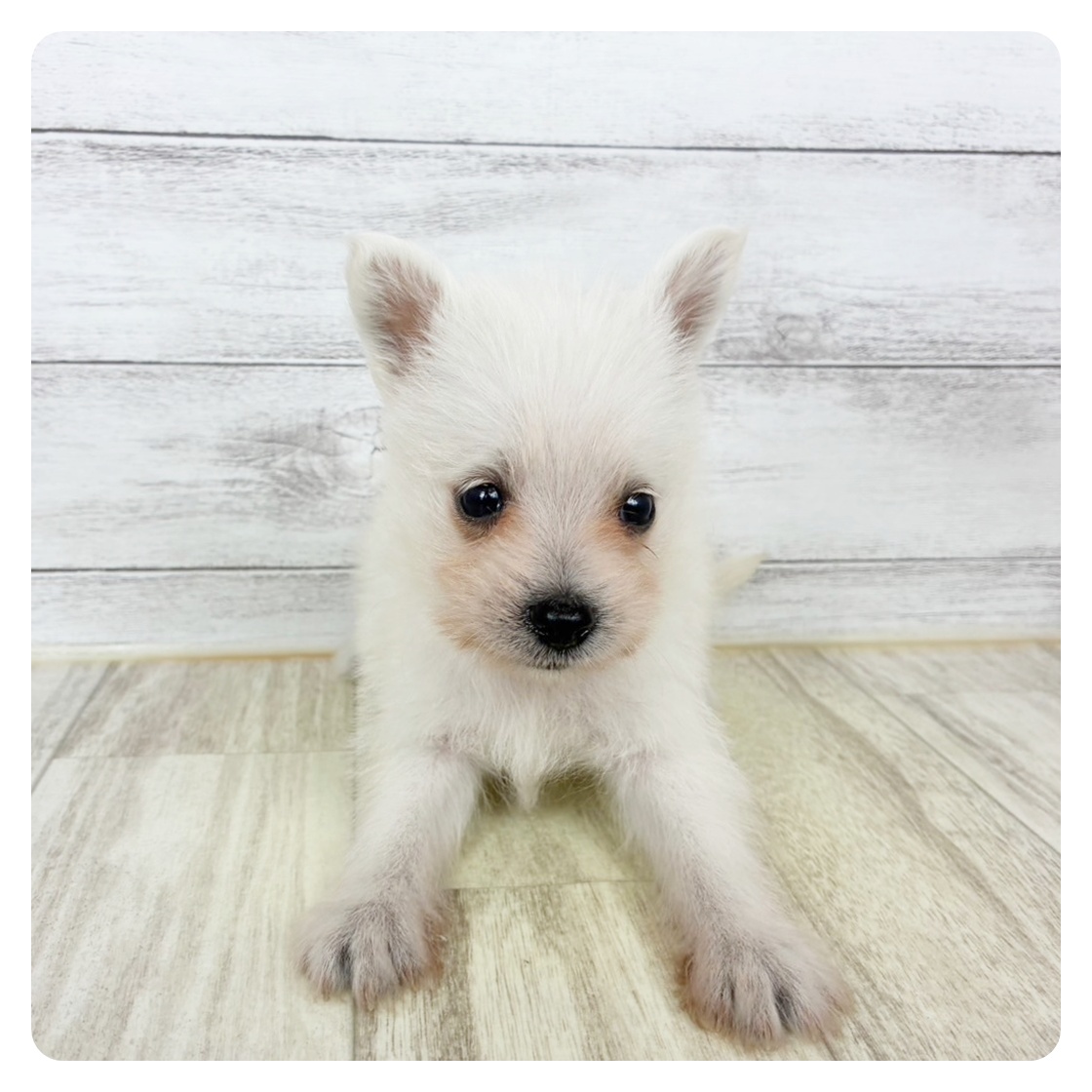 大阪府のポメシュナ/シュナポメ(ポメラニアン×シュナウザー) (犬の家&猫の里そよら東岸和田店/2025年8月30日生まれ/女の子/ホワイト)の子犬