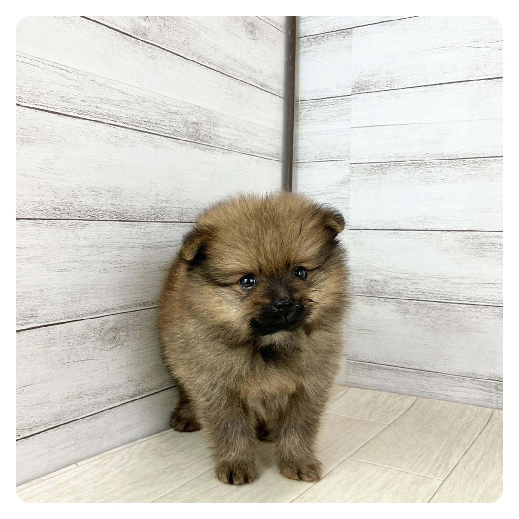 石川県のポメラニアン (犬の家＆猫の里アミーゴ金沢有松店/2025年8月30日生まれ/女の子/オレンジ)の子犬の2枚目の画像