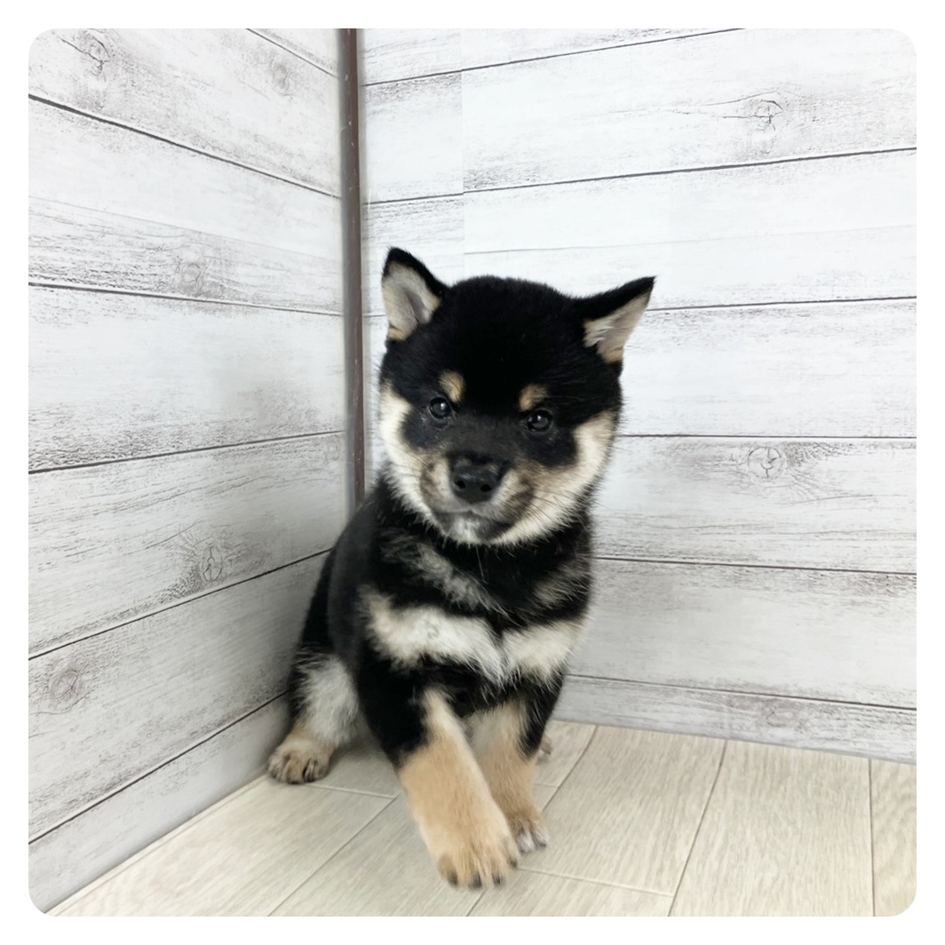 岐阜県の豆柴 (犬の家＆猫の里岐南店/2025年8月28日生まれ/男の子/黒)の子犬の2枚目の画像