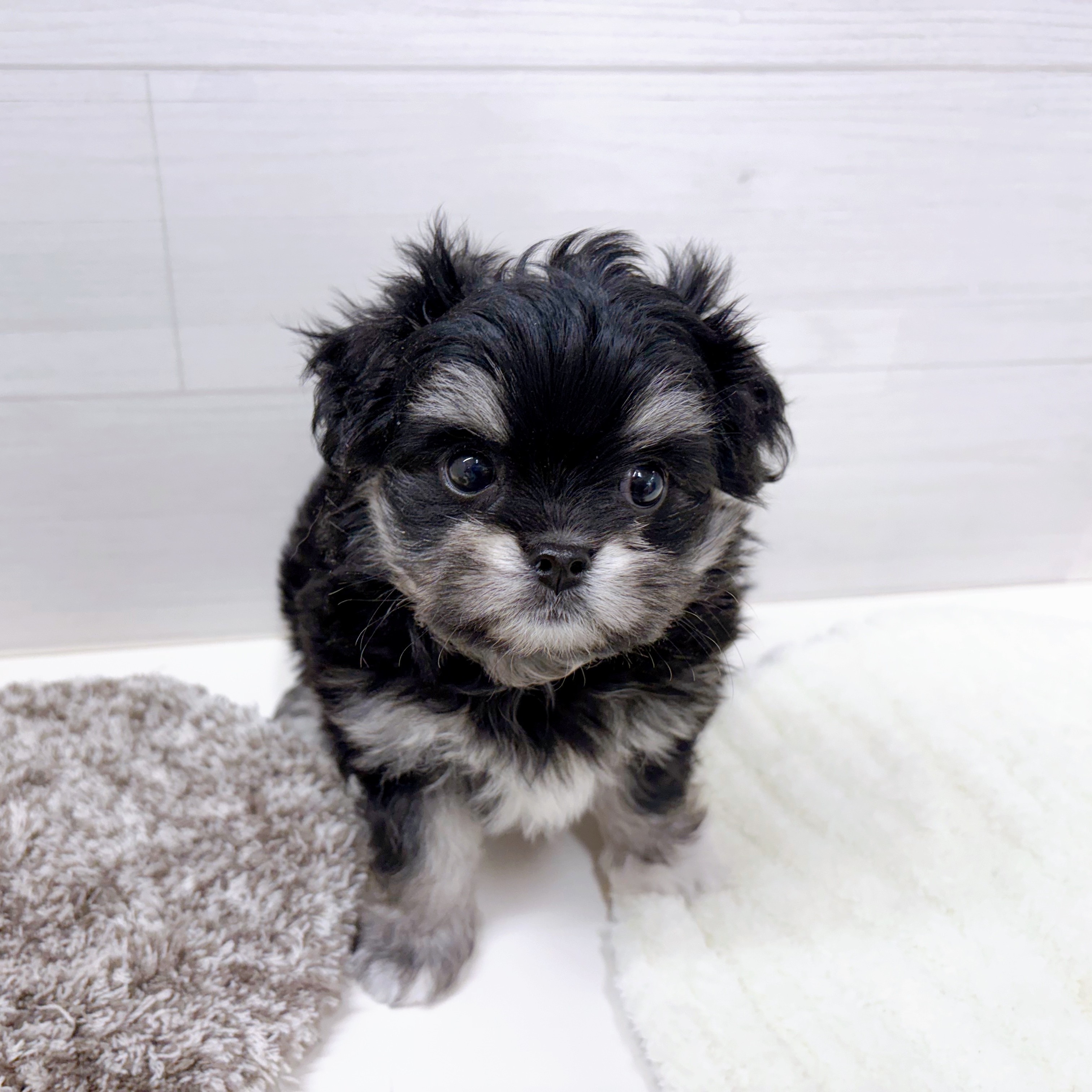 石川県のチワマル/マルチワ(チワワ×マルチーズ) (犬の家＆猫の里アミーゴ金沢おこばた店/2025年8月25日生まれ/女の子/ブラッククリーム)の子犬