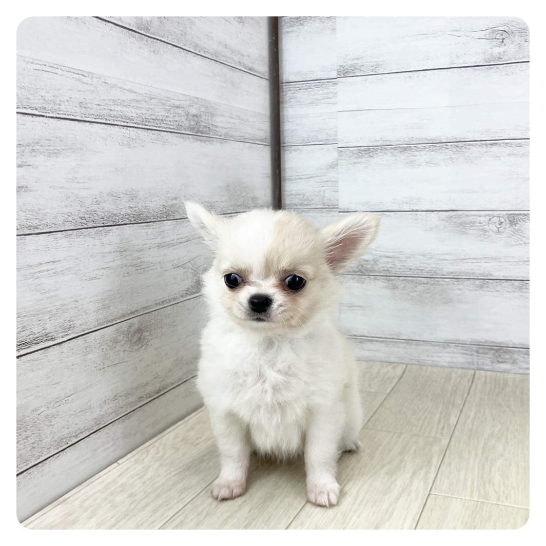 富山県のチワワ(ロング) (犬の家＆猫の里アミーゴ山室店/2025年8月30日生まれ/女の子/クリームホワイト)の子犬の2枚目の画像