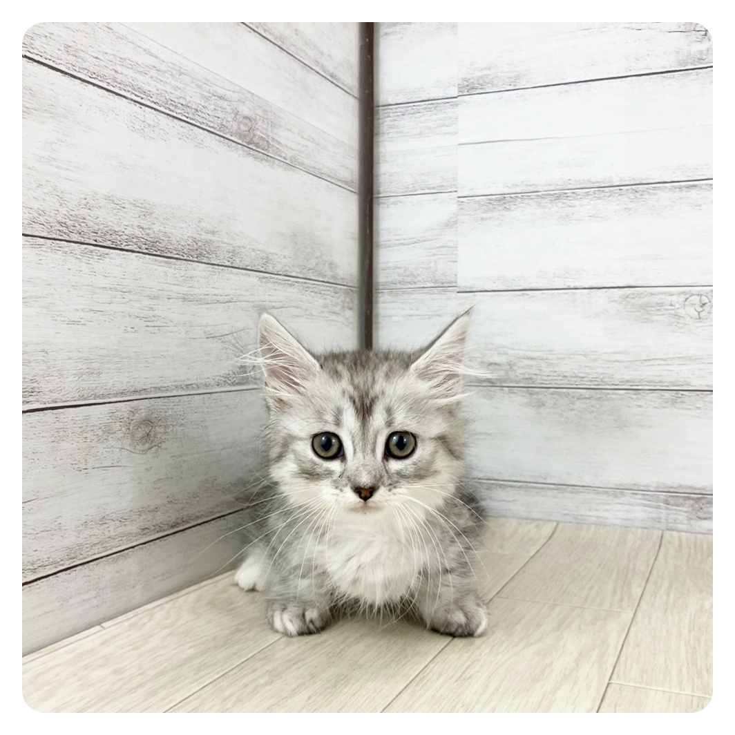 福井県のマンチカン (犬の家&猫の里アミーゴ福井店/2025年8月30日生まれ/女の子/シルバータビーホワイト)の子猫