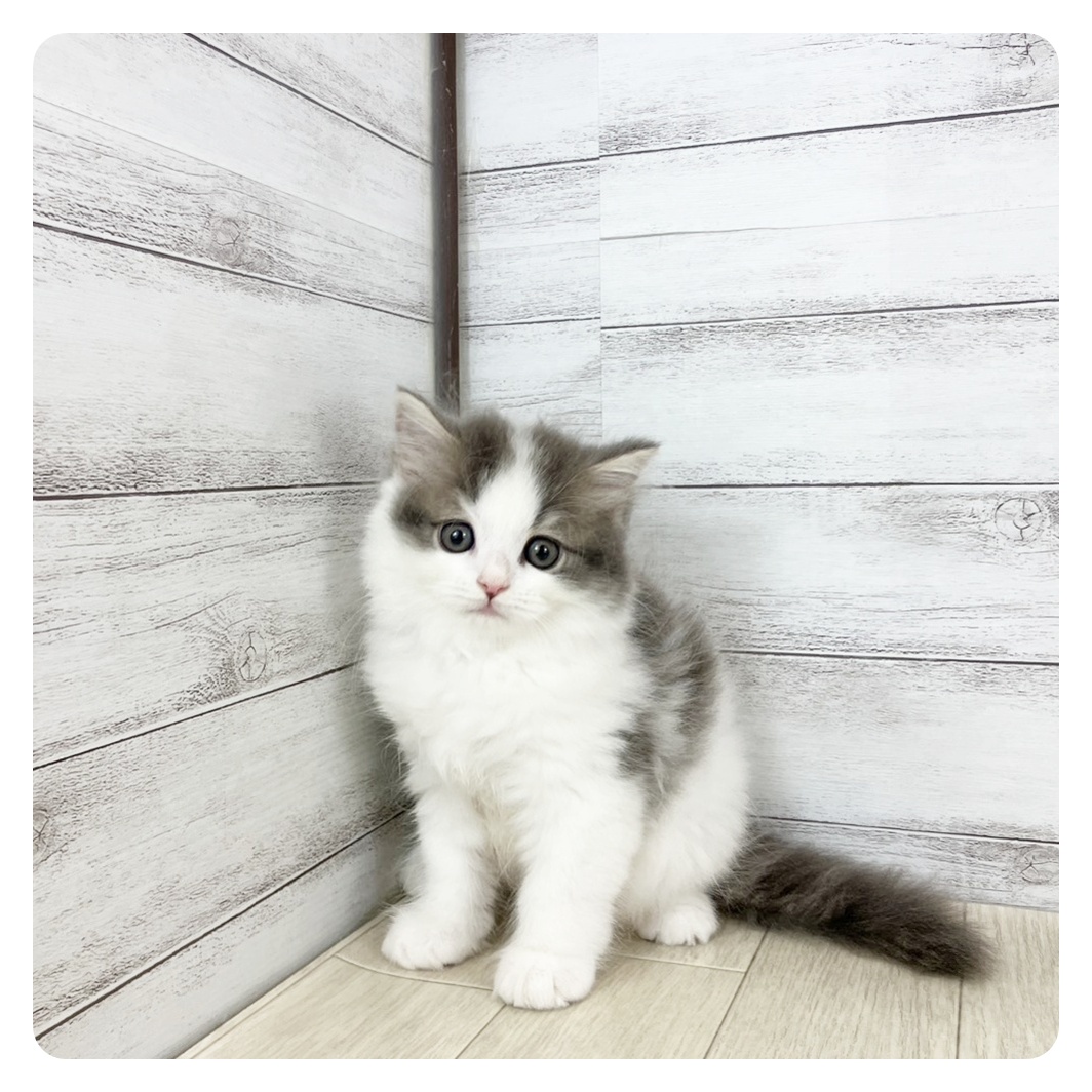 福井県のスコティッシュフォールド (犬の家&猫の里アミーゴ福井店/2025年8月30日生まれ/男の子/ブルータビーホワイト)の子猫