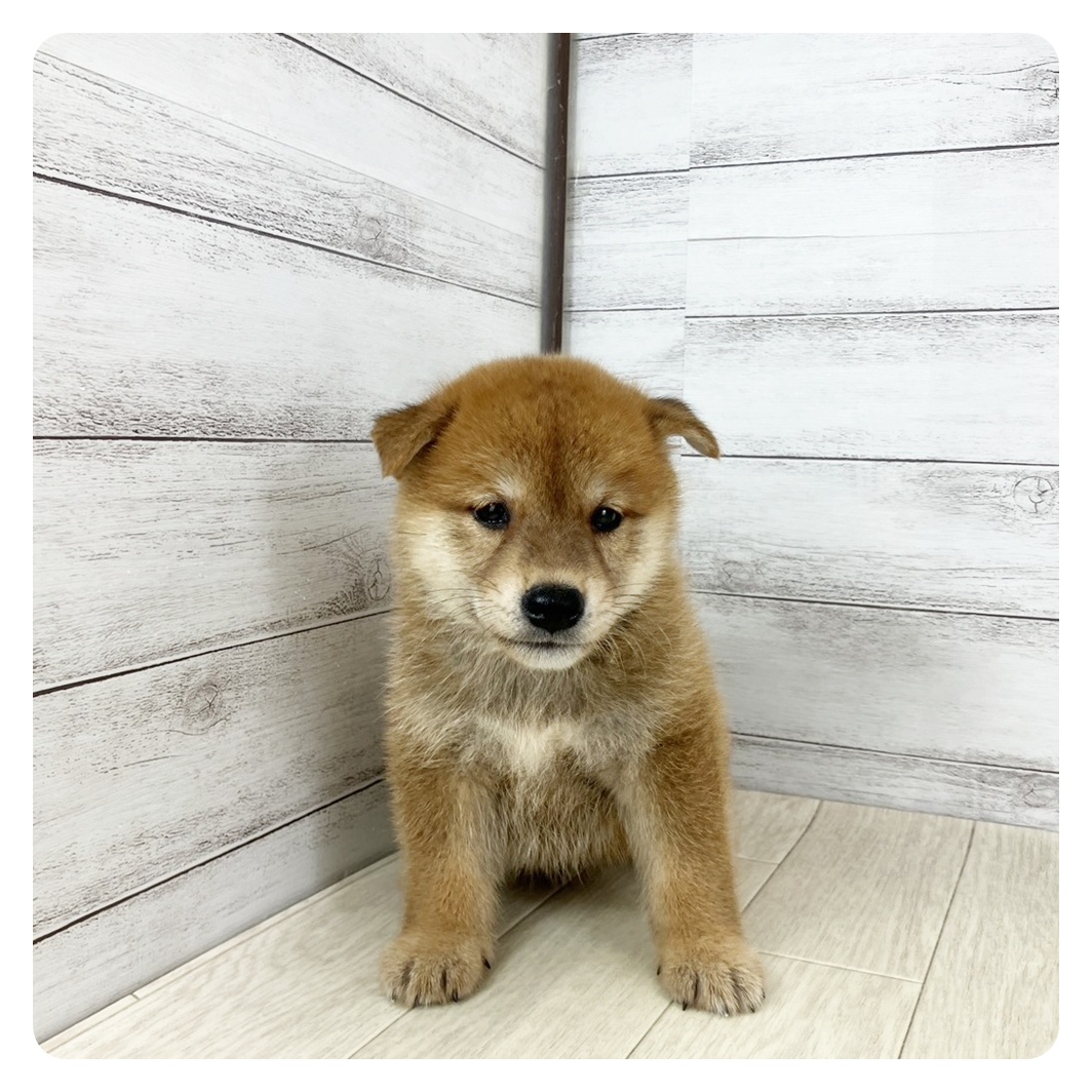 愛知県の柴犬(標準サイズ) (犬の家＆猫の里アミーゴ神の倉店/2025年8月31日生まれ/男の子/赤)の子犬