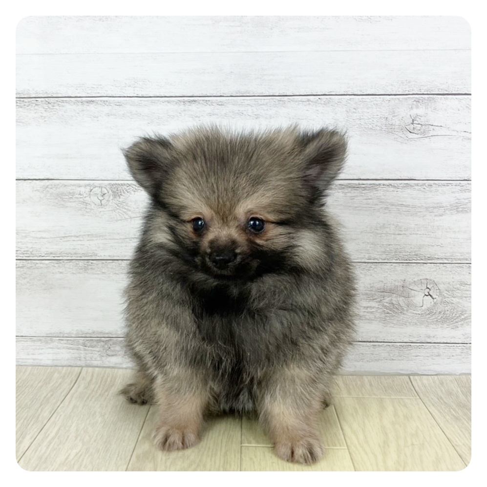 愛知県のポメラニアン (犬の家＆猫の里岡崎店/2025年8月30日生まれ/男の子/ウルフセーブル)の子犬の4枚目の画像