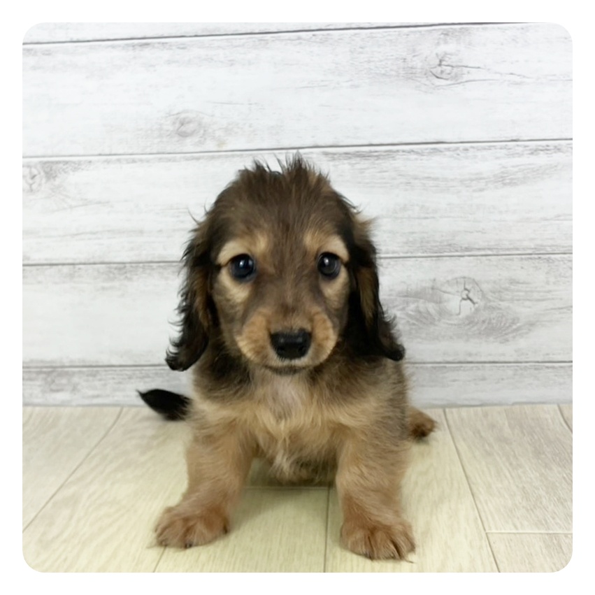 岐阜県のカニンヘンダックスフンド(ロング) (犬の家&猫の里カラフルタウン岐阜店/2025年8月26日生まれ/女の子/シェーデットレッド)の子犬の2枚目の画像