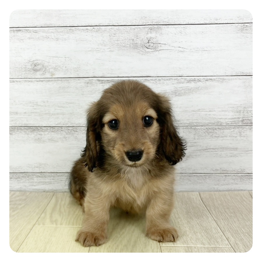 愛知県のカニンヘンダックスフンド(ロング) (犬の家&猫の里春日井本店/2025年8月26日生まれ/男の子/シェーデットレッド)の子犬