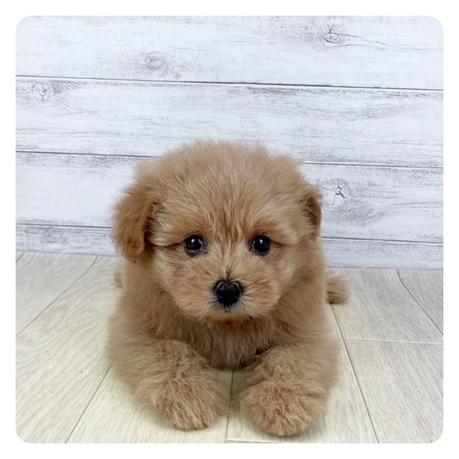 京都府のポメプー(ポメラニアン×プードル) (犬の家&猫の里京都精華店/2025年8月27日生まれ/女の子/アプリコット)の子犬