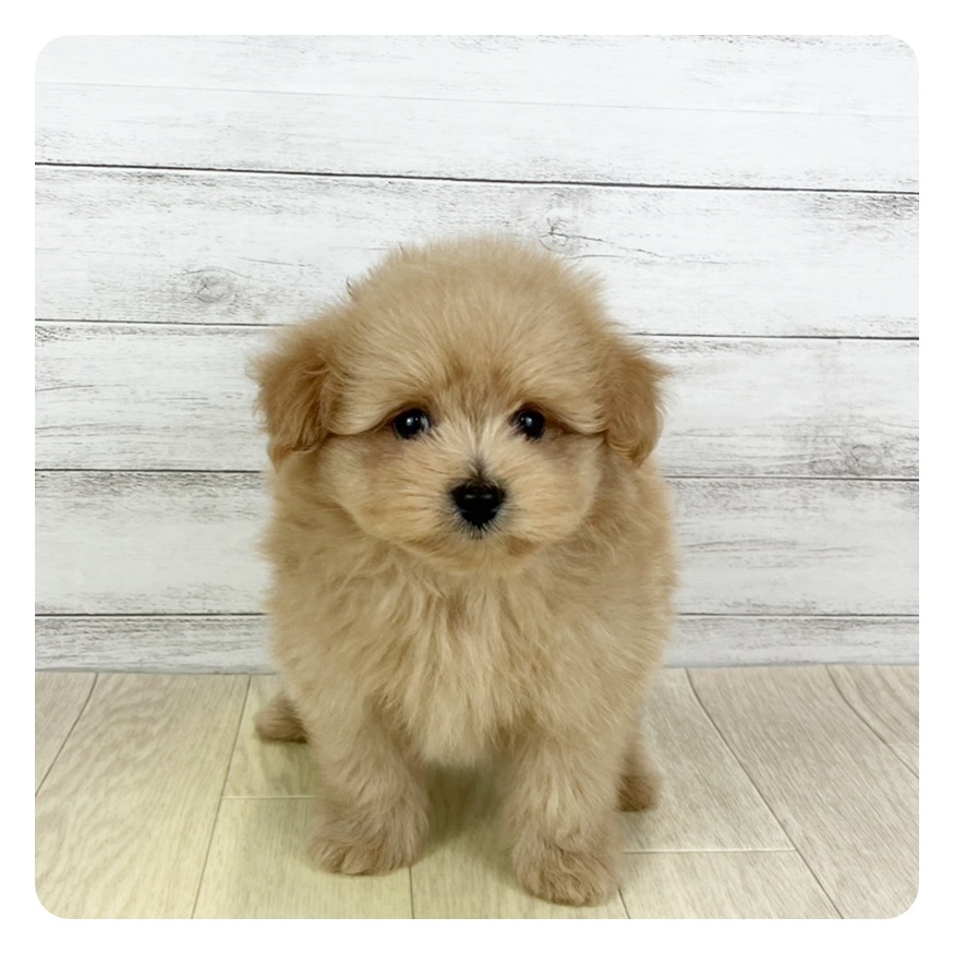 愛知県のポメプー(ポメラニアン×プードル) (犬の家&猫の里春日井本店/2025年8月27日生まれ/男の子/アプリコット)の子犬