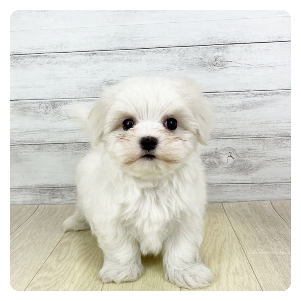 滋賀県のマルチーズ (犬の家&猫の里長浜店/2025年8月30日生まれ/男の子/ホワイト)の子犬の4枚目の画像