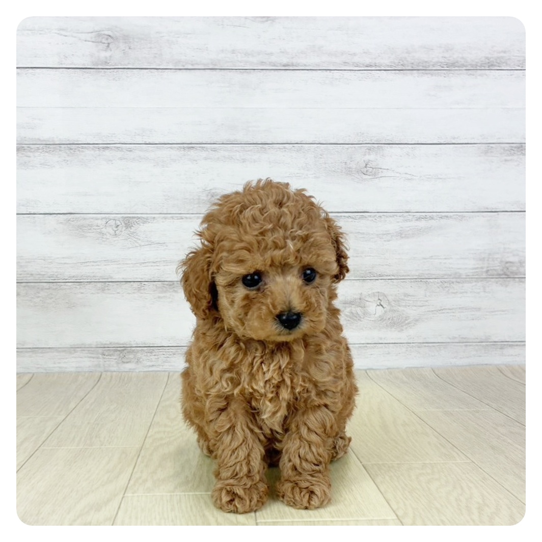 タイニープードル女の子の写真