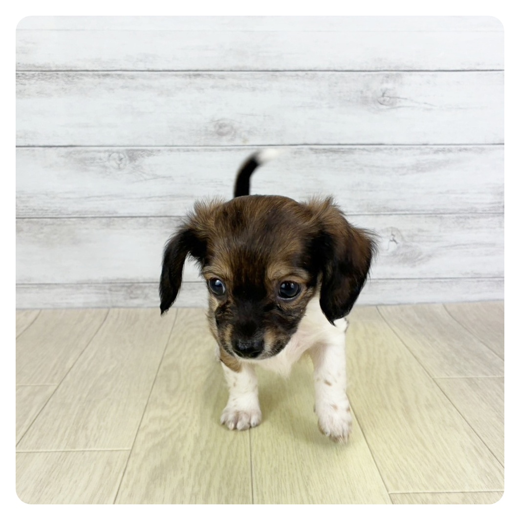 愛知県のチワックス(チワワ×ダックス) (犬の家&猫の里アミーゴ神の倉店/2025年8月31日生まれ/男の子/レッドパイボールド)の子犬の2枚目の画像