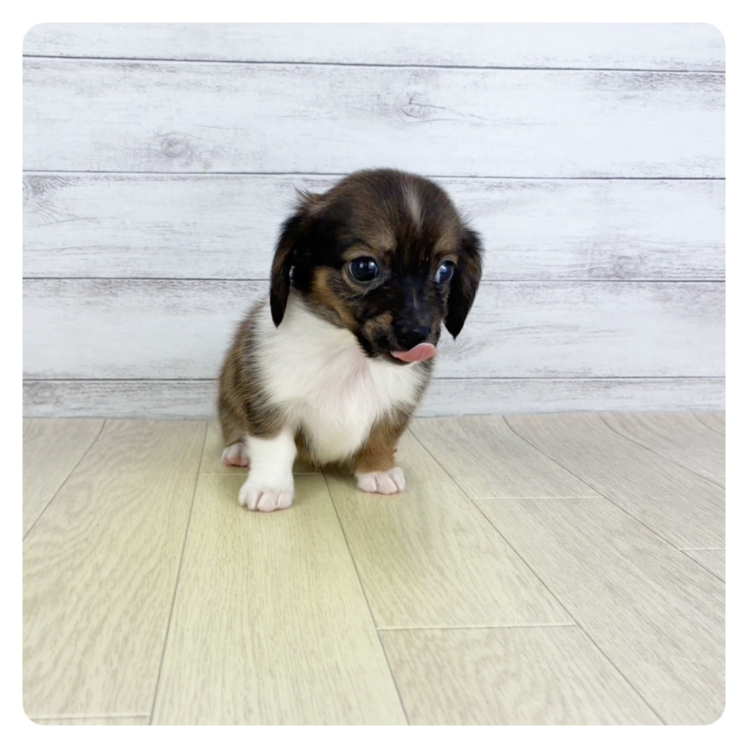 2025年8月31日生まれのチワックス(チワワ×ダックス)の6枚目の写真