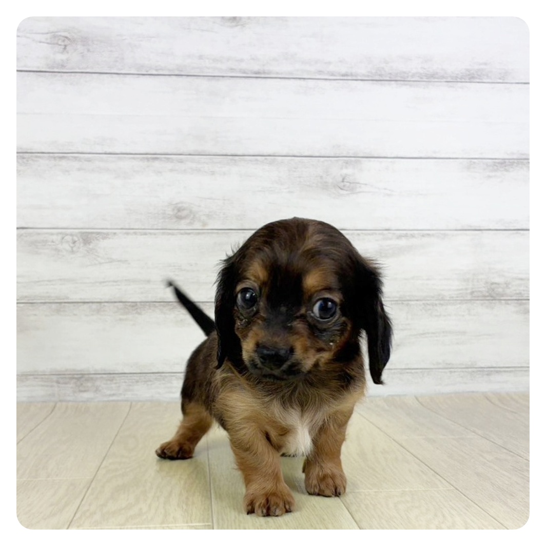 2025年8月31日生まれのチワックス(チワワ×ダックス)の2枚目の写真