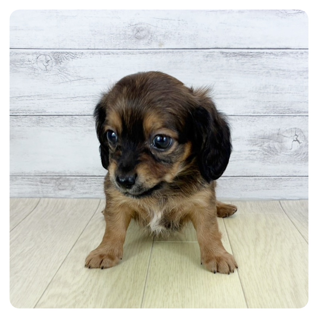 静岡県のチワックス(チワワ×ダックス) (犬の家＆猫の里藤枝店/2025年8月31日生まれ/男の子/レッド)の子犬の2枚目の画像