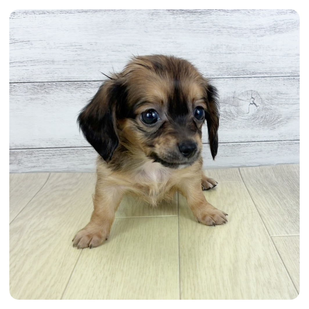 愛知県のチワックス(チワワ×ダックス) (犬の家＆猫の里豊川インター店/2025年8月31日生まれ/女の子/レッド)の子犬の2枚目の画像