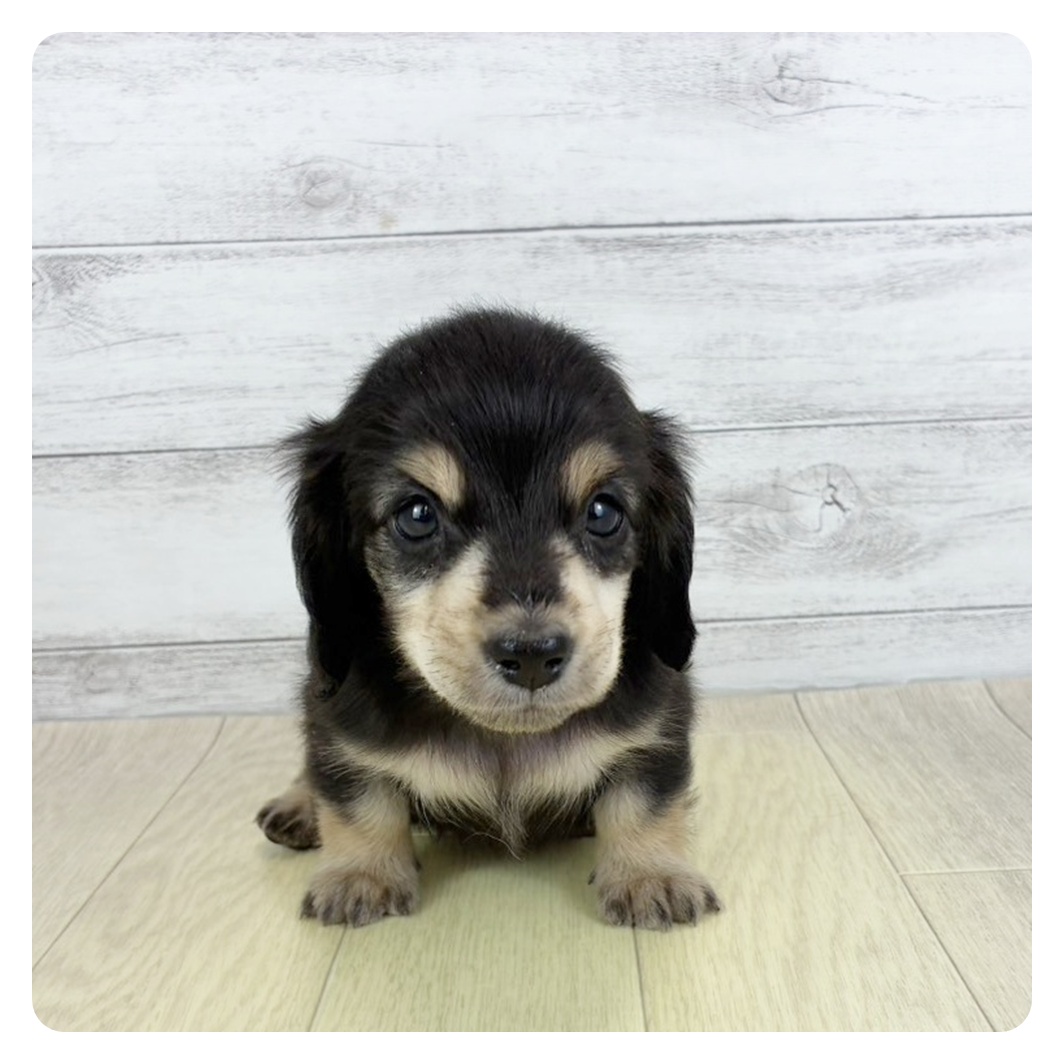 愛知県のミニチュアダックスフンド(ロング) (犬の家＆猫の里MiO香久山店/2025年8月31日生まれ/女の子/ブラックイエロー)の子犬の2枚目の画像