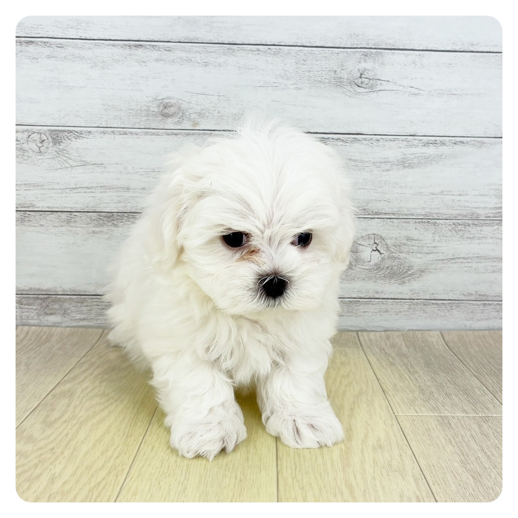 岐阜県のマルチーズ (犬の家＆猫の里岐南店/2025年8月30日生まれ/男の子/ホワイト)の子犬の2枚目の画像