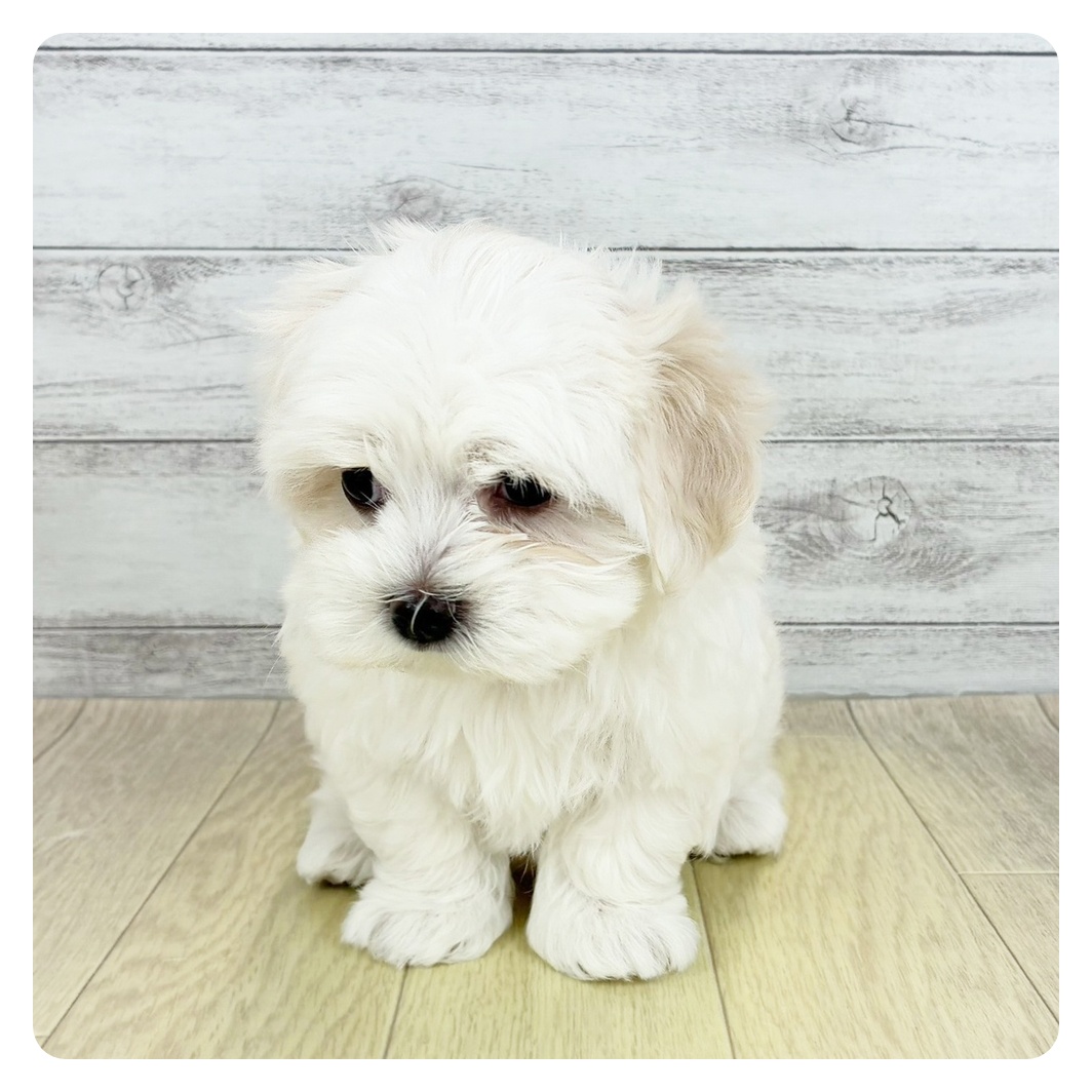 愛知県のマルチーズ (犬の家＆猫の里名古屋天白店/2025年8月29日生まれ/女の子/ホワイト)の子犬の3枚目の画像