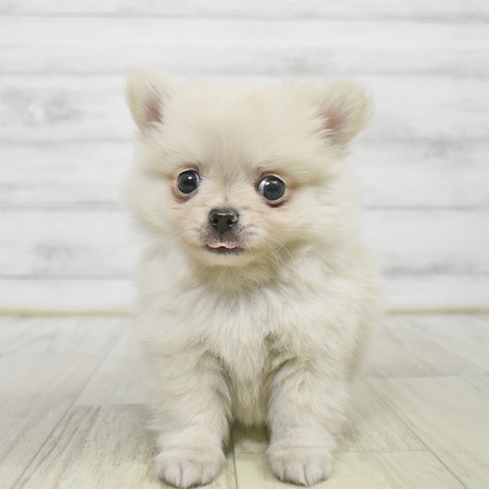 長野県のポメチワ/チワポメ/ポメチー(ポメラニアン×チワワ) (犬の家＆猫の里長野店/2025年9月1日生まれ/男の子/クリーム)の子犬