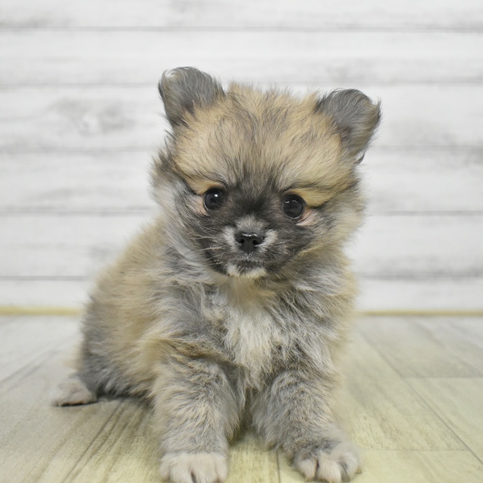 長野県のポメチワ/チワポメ/ポメチー(ポメラニアン×チワワ) (犬の家＆猫の里カインズ梓川店/2025年8月30日生まれ/女の子/オレンジ)の子犬
