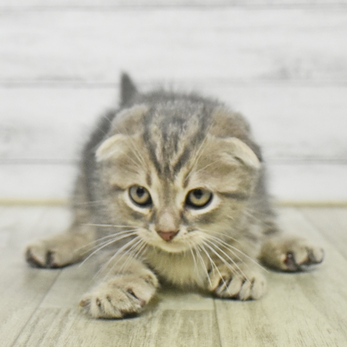 神奈川県のスコティッシュフォールド (犬の家＆猫の里小田原店/2025年9月2日生まれ/男の子/ブルータビー)の子猫の2枚目の画像