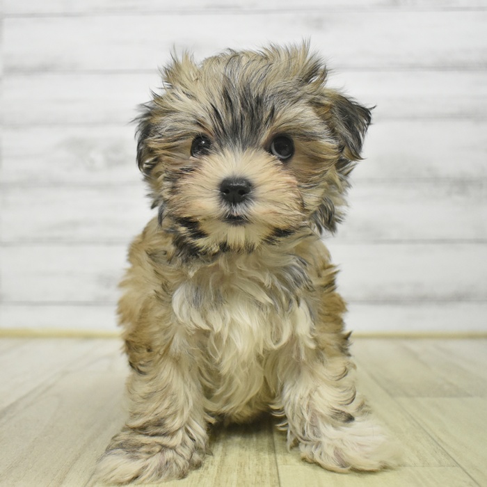 静岡県のマルキー/マルヨーキー(マルチーズ×ヨークシャーテリア) (犬の家＆猫の里マークイズ静岡店/2025年8月31日生まれ/女の子/ブラウンホワイト)の子犬の4枚目の画像