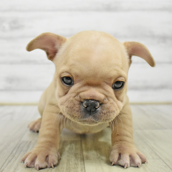 愛知県のフレンチブルドッグ (犬の家＆猫の里春日井本店/2025年9月2日生まれ/男の子/クリーム)の子犬の2枚目の画像
