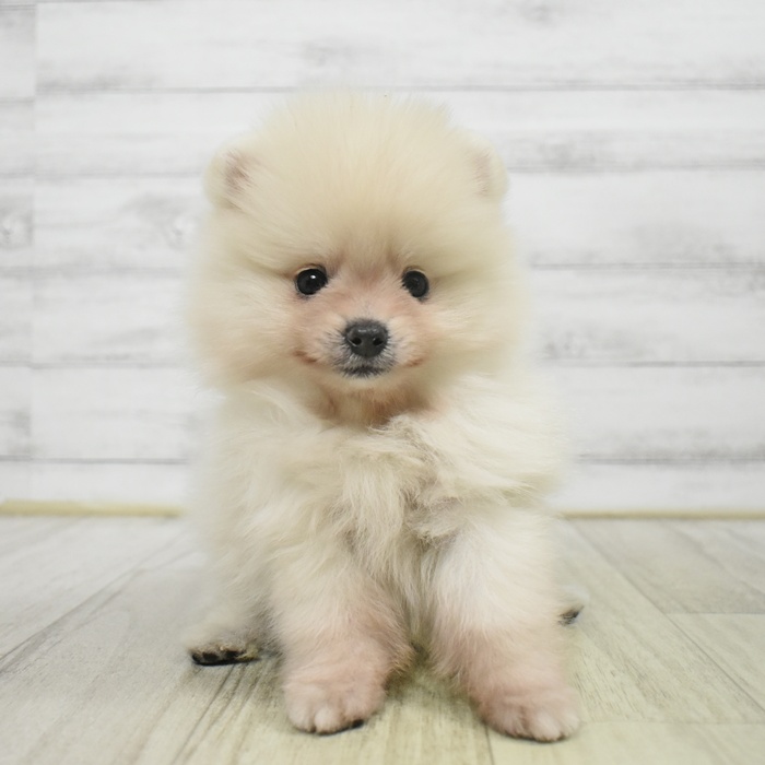 富山県のポメラニアン (犬の家＆猫の里アミーゴ山室店/2025年9月2日生まれ/男の子/クリーム)の子犬の3枚目の画像