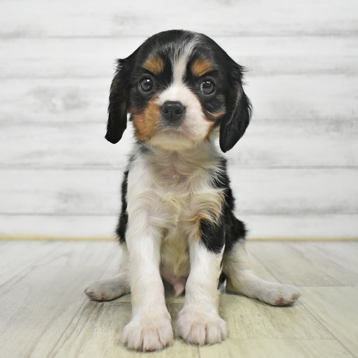 神奈川県のキャバリアキングチャールズスパニエル (犬の家＆猫の里小田原店/2025年9月1日生まれ/男の子/トライカラー)の子犬の2枚目の画像