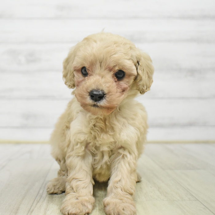 静岡県のトイプードル(トイ) (犬の家＆猫の里プレ葉ウォーク浜北店/2025年9月1日生まれ/女の子/クリーム)の子犬の2枚目の画像