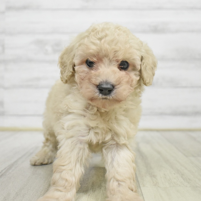 神奈川県のトイプードル(タイニー) (犬の家＆猫の里モザイクモール港北店/2025年9月1日生まれ/男の子/クリーム)の子犬の2枚目の画像