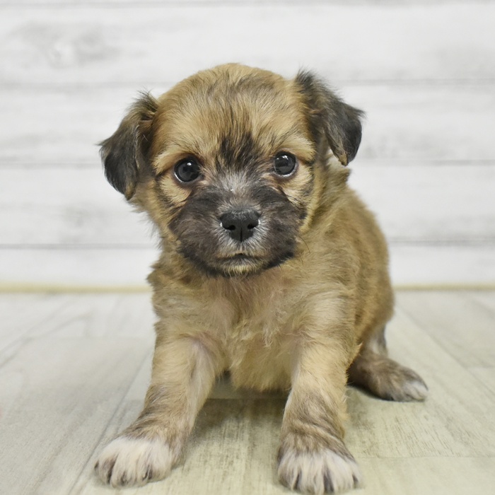 千葉県のハーフ犬・ミックス犬 (犬の家＆猫の里BIGHOPガーデンモール印西店/2025年8月30日生まれ/男の子/フォーン)の子犬の2枚目の画像