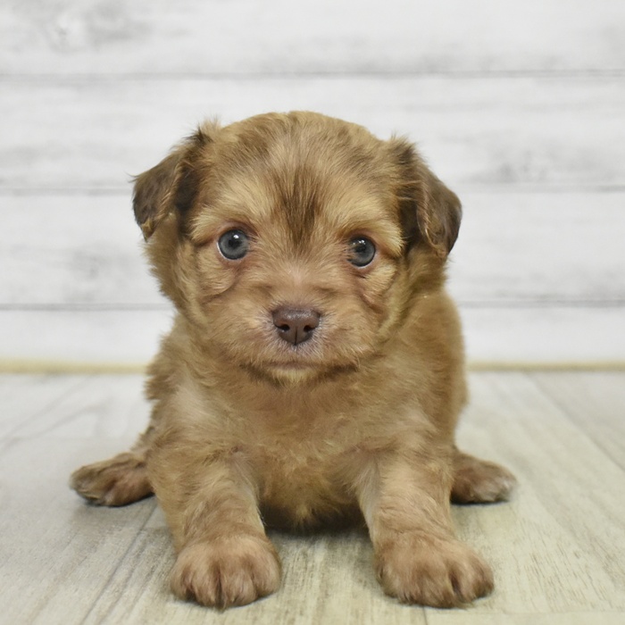 神奈川県のハーフ犬・ミックス犬 (犬の家＆猫の里小田原店/2025年8月30日生まれ/男の子/チョコレートフォーン)の子犬